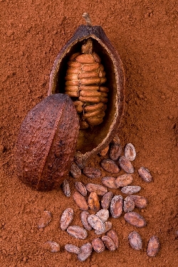 rohstoffe-kakao-kakaobohnen-kakaopulver